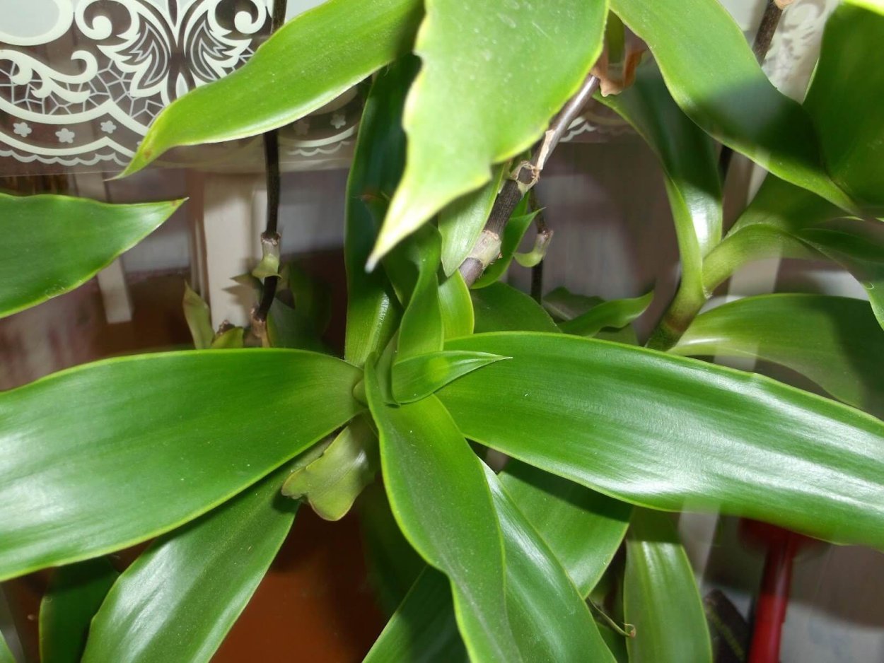 Золотой ус черенкование