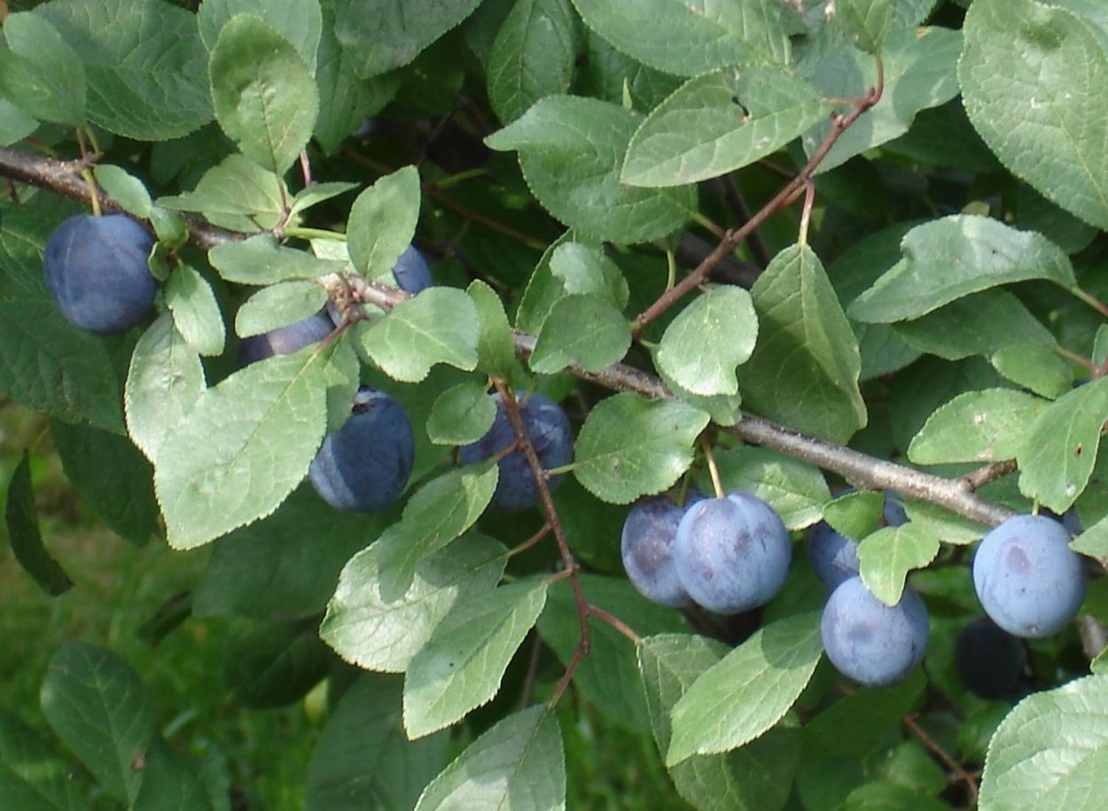 Тёрн Краснолисная