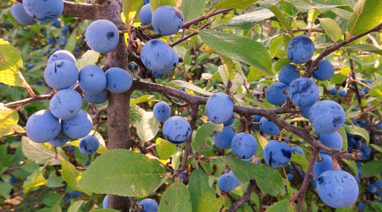 Prunus spinosa цветение