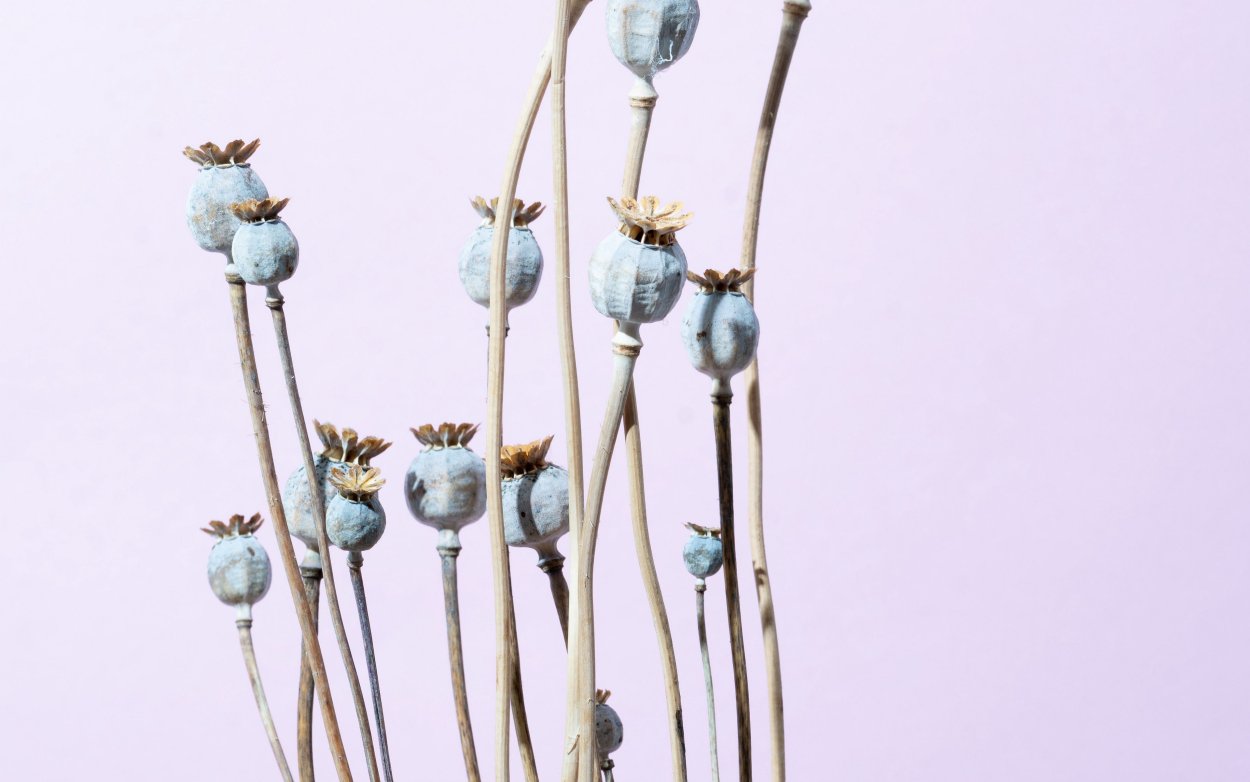 Терновник колючий куст