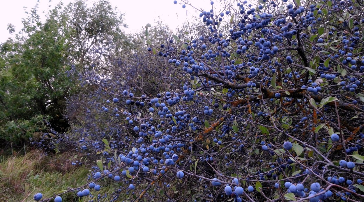 Тёрн кустарник