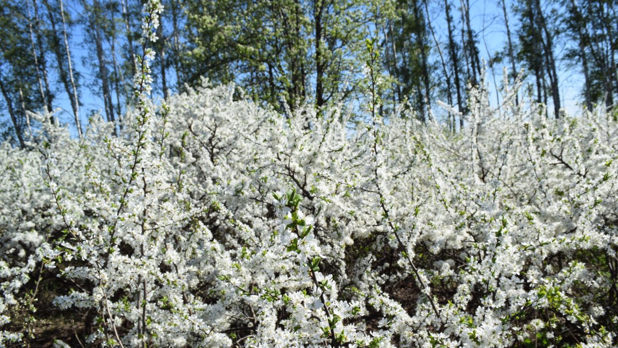 Терновник куст цветет
