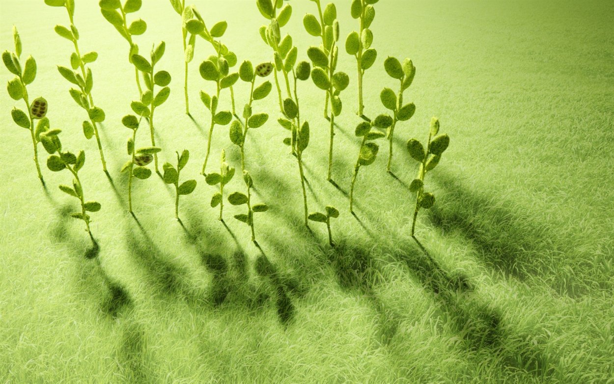 Ветка терновника