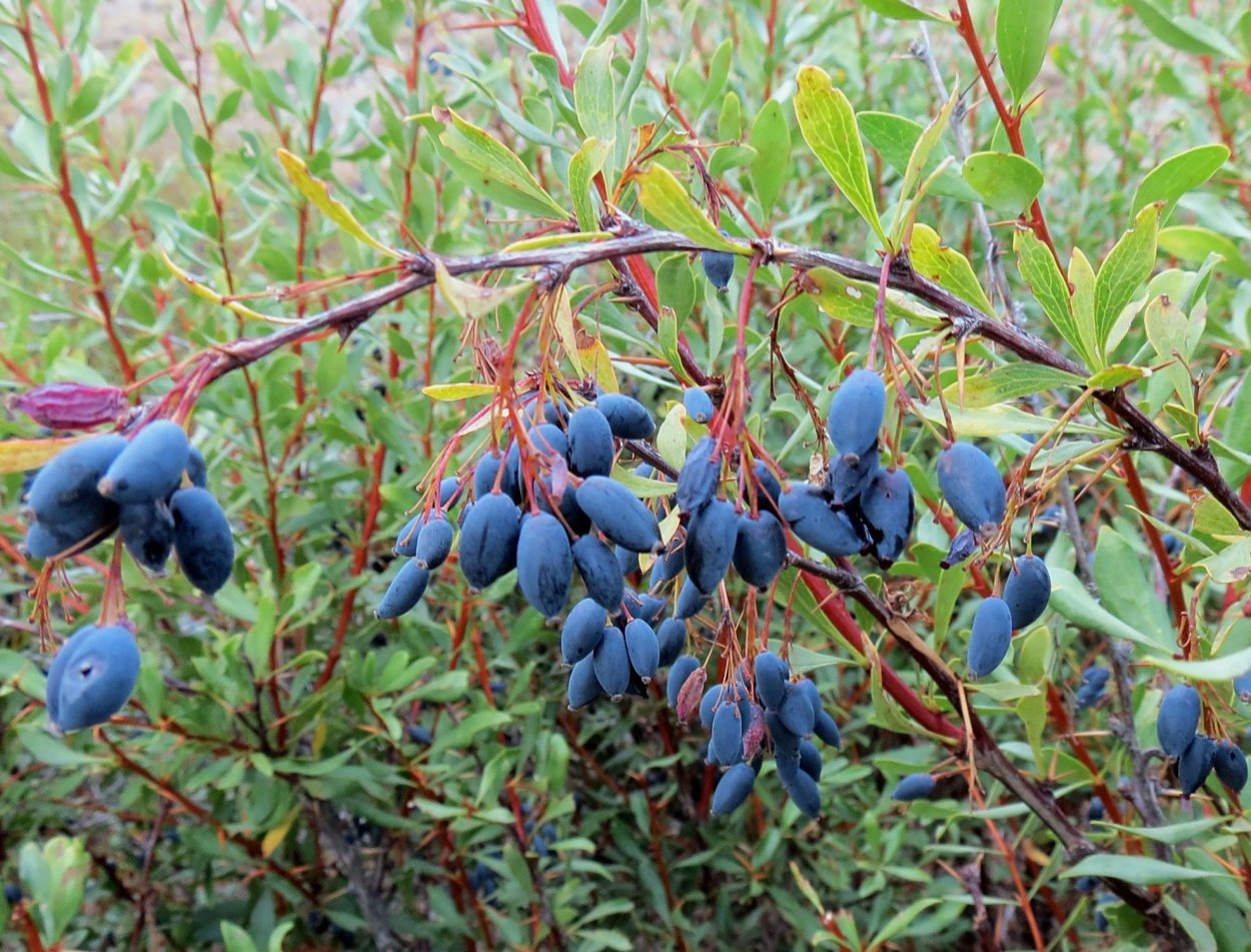 Съедобные ягоды в Израиле