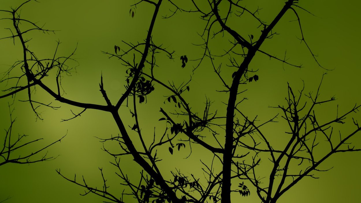 Тернослива гордость Сибири