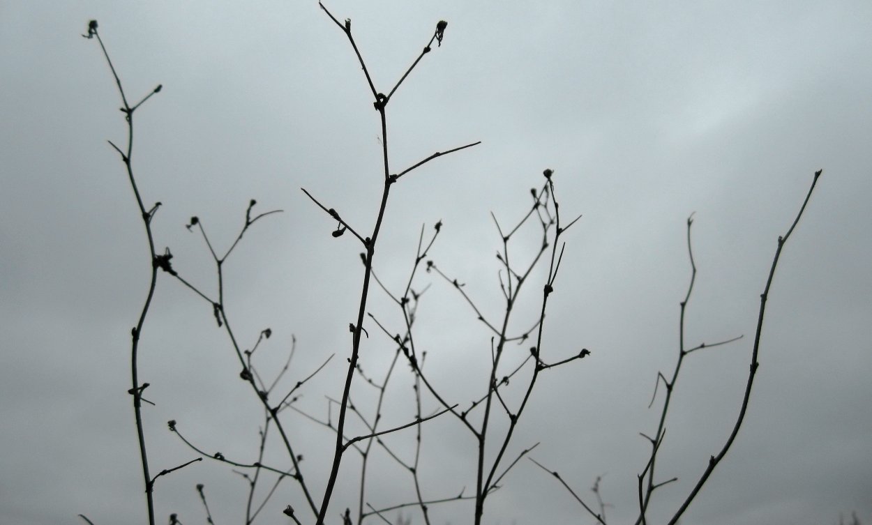 Терновник куст