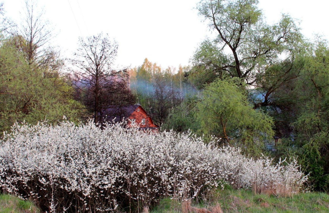 Шиповник Терновник