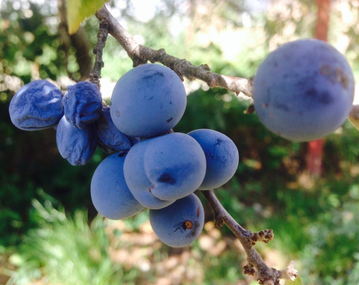 Сухие цветы для декора