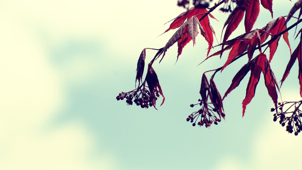 Эвкалипт Эстетика