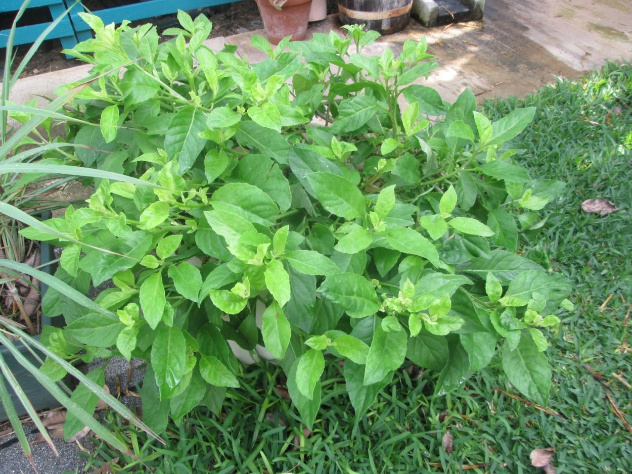 Джинура листья Бога