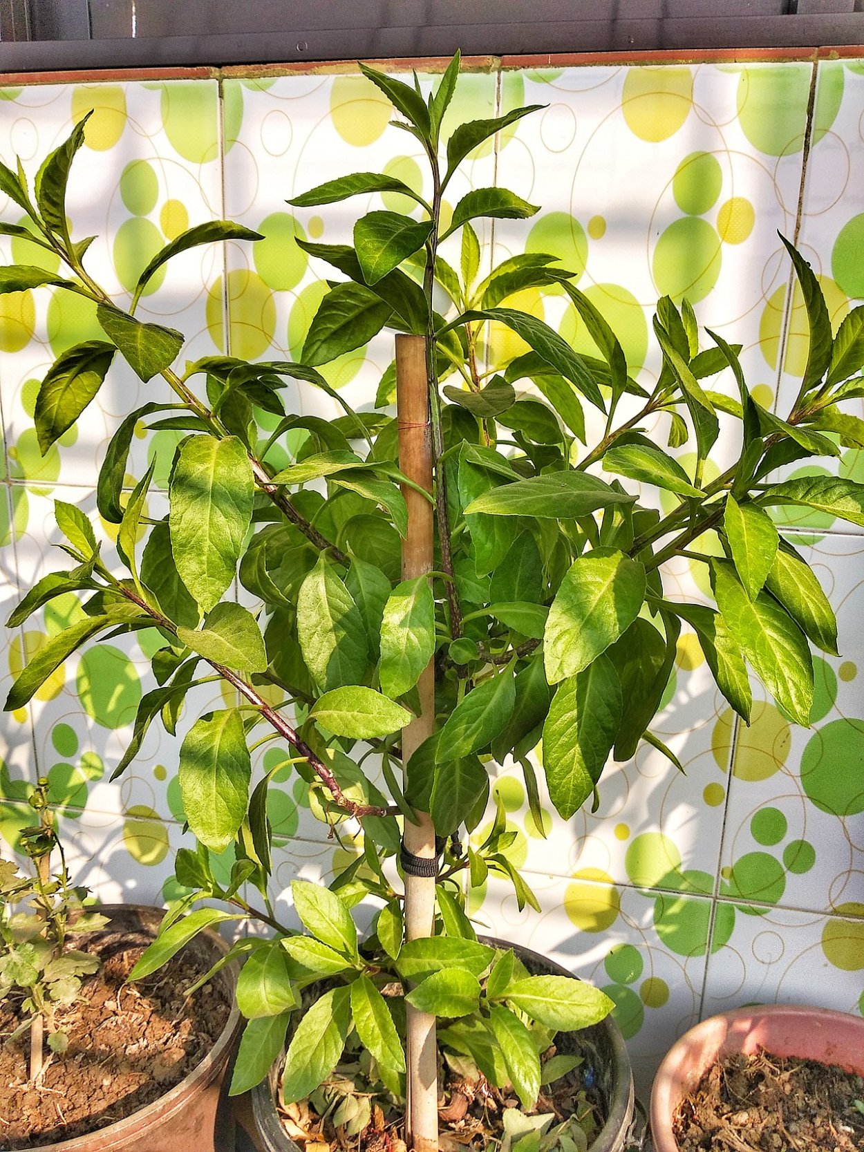 Джинура цветок комнатный