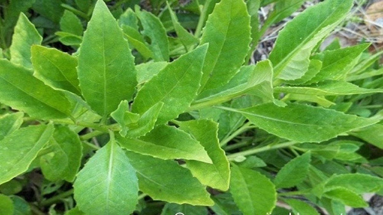 Листья Джинуры