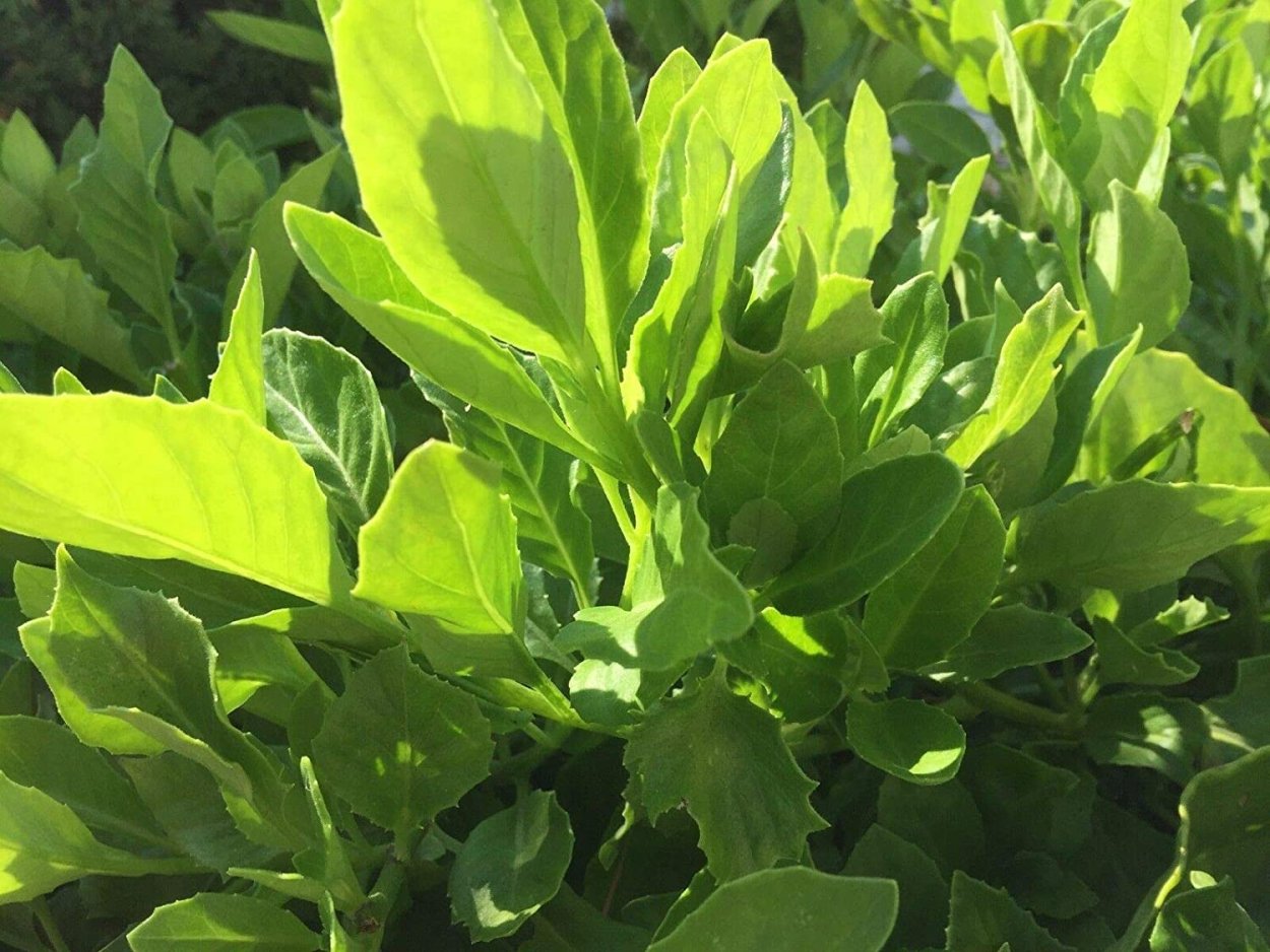 Гинура плетеносная