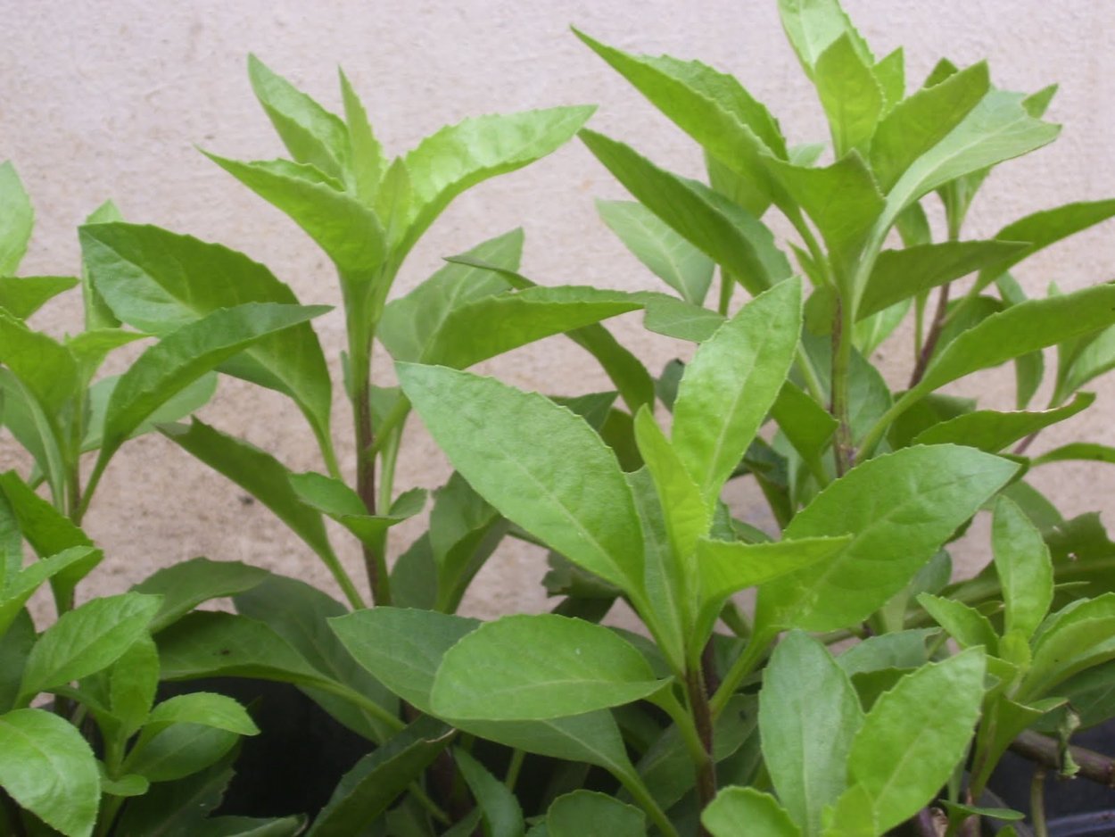 Глициния древовидная