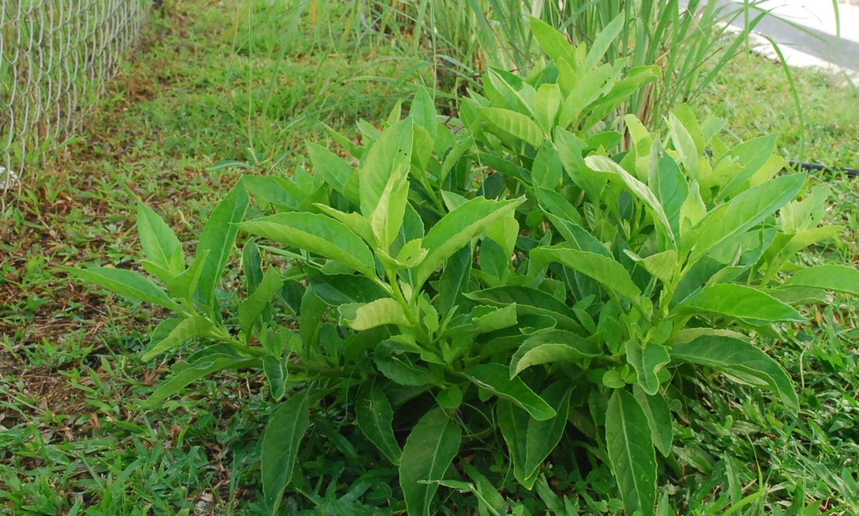 Джинура Прокумбенс чай