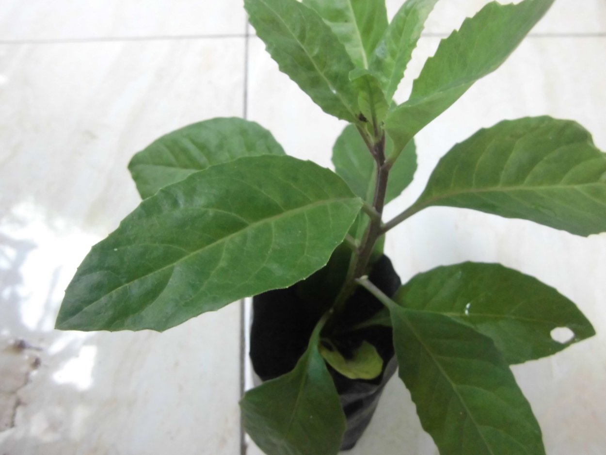 Дерево Делоникс Королевский