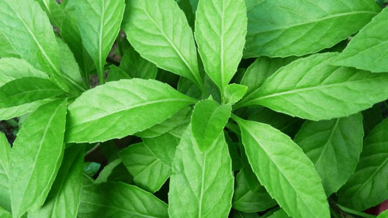 Джинура Прокумбенс (Gynura procumbens)