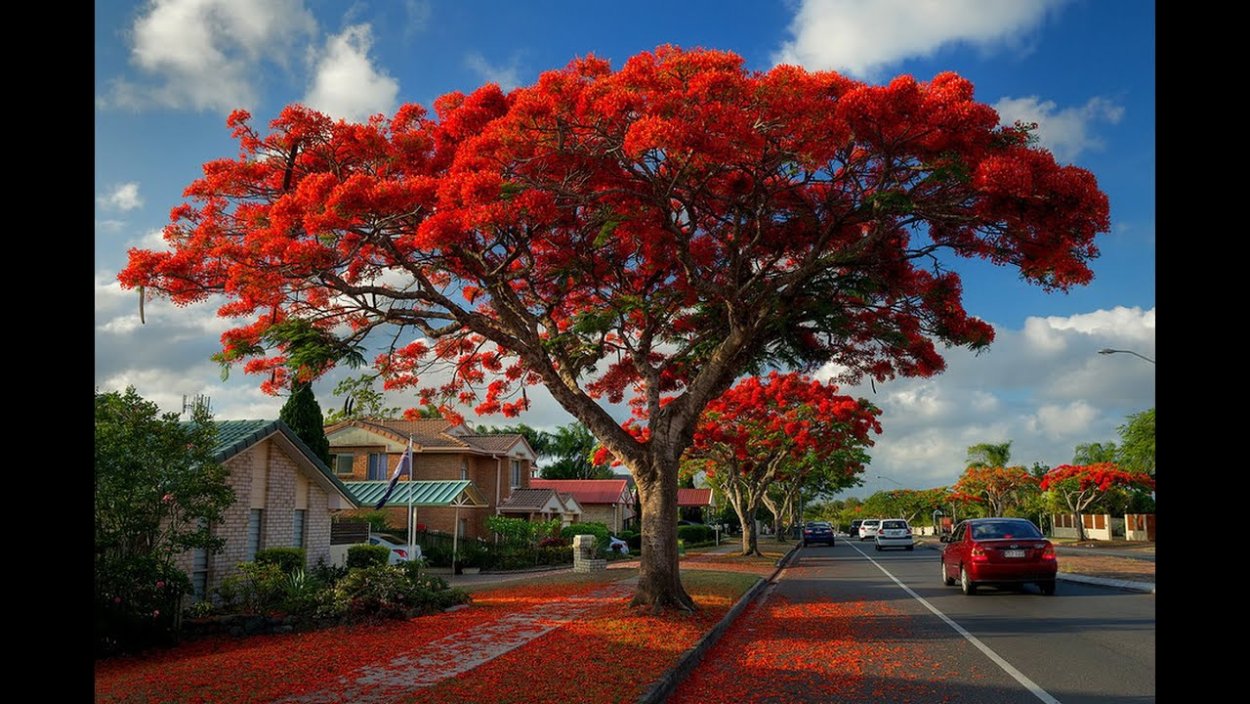 Драцена Драконово дерево