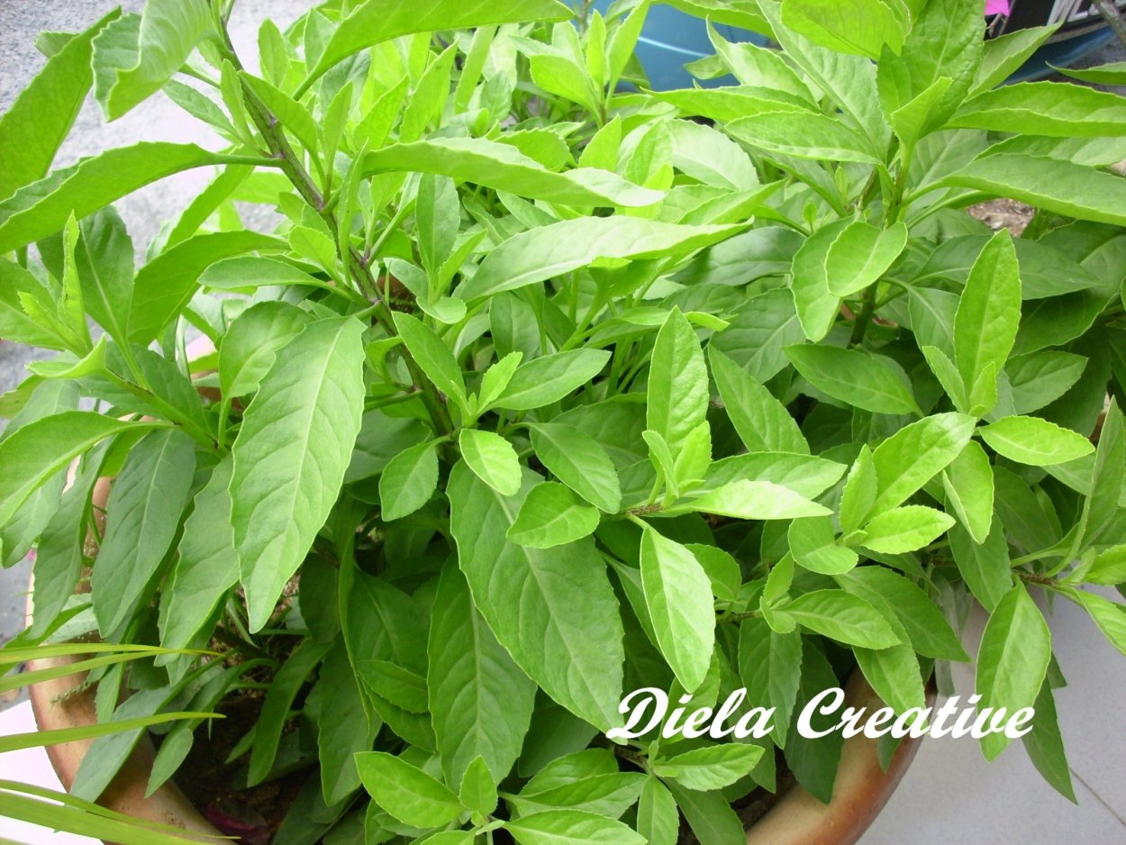 Шпинат Джинура распростертая