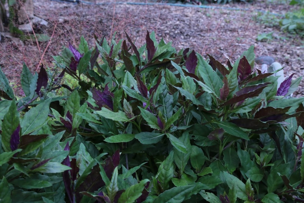 Фаталик витаспаразис