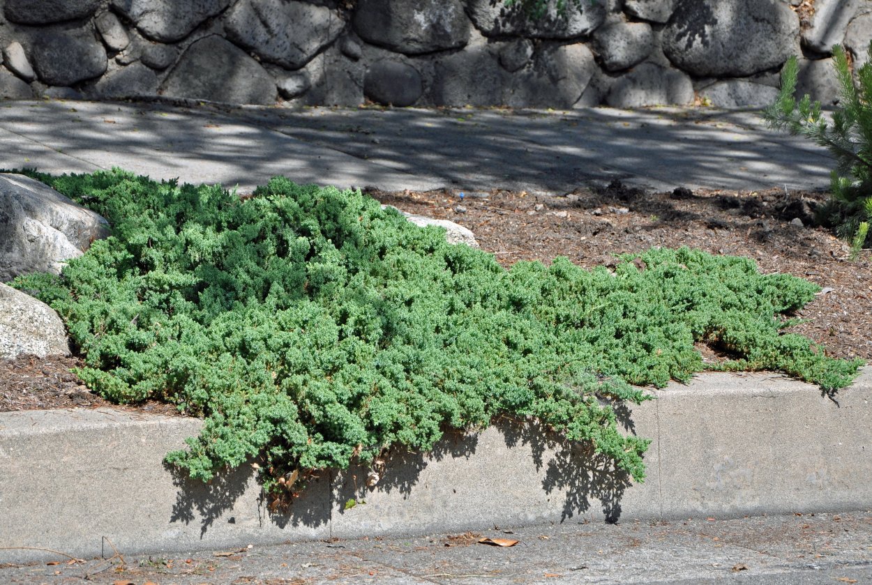 Можжевельник Прокумбенс Нана