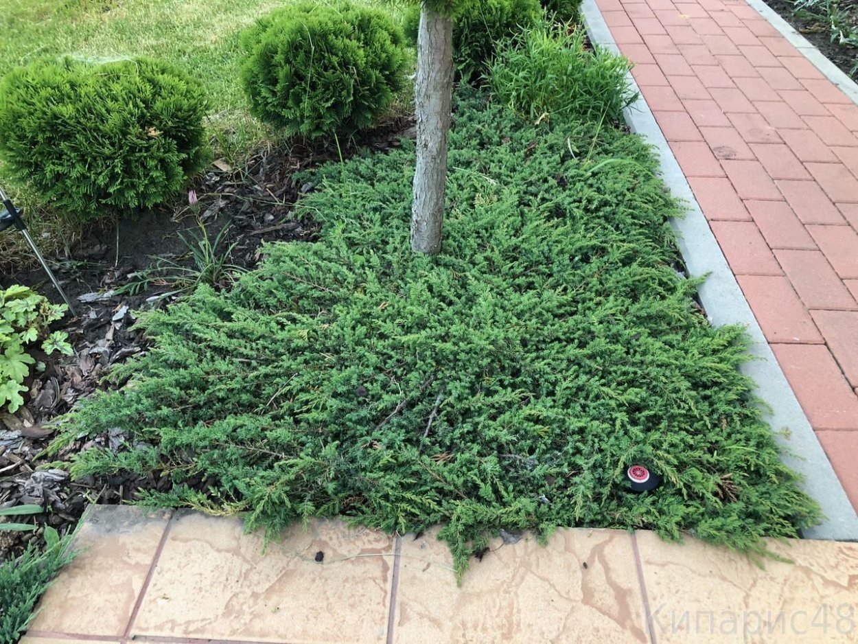 Алиссум на альпийской Горке