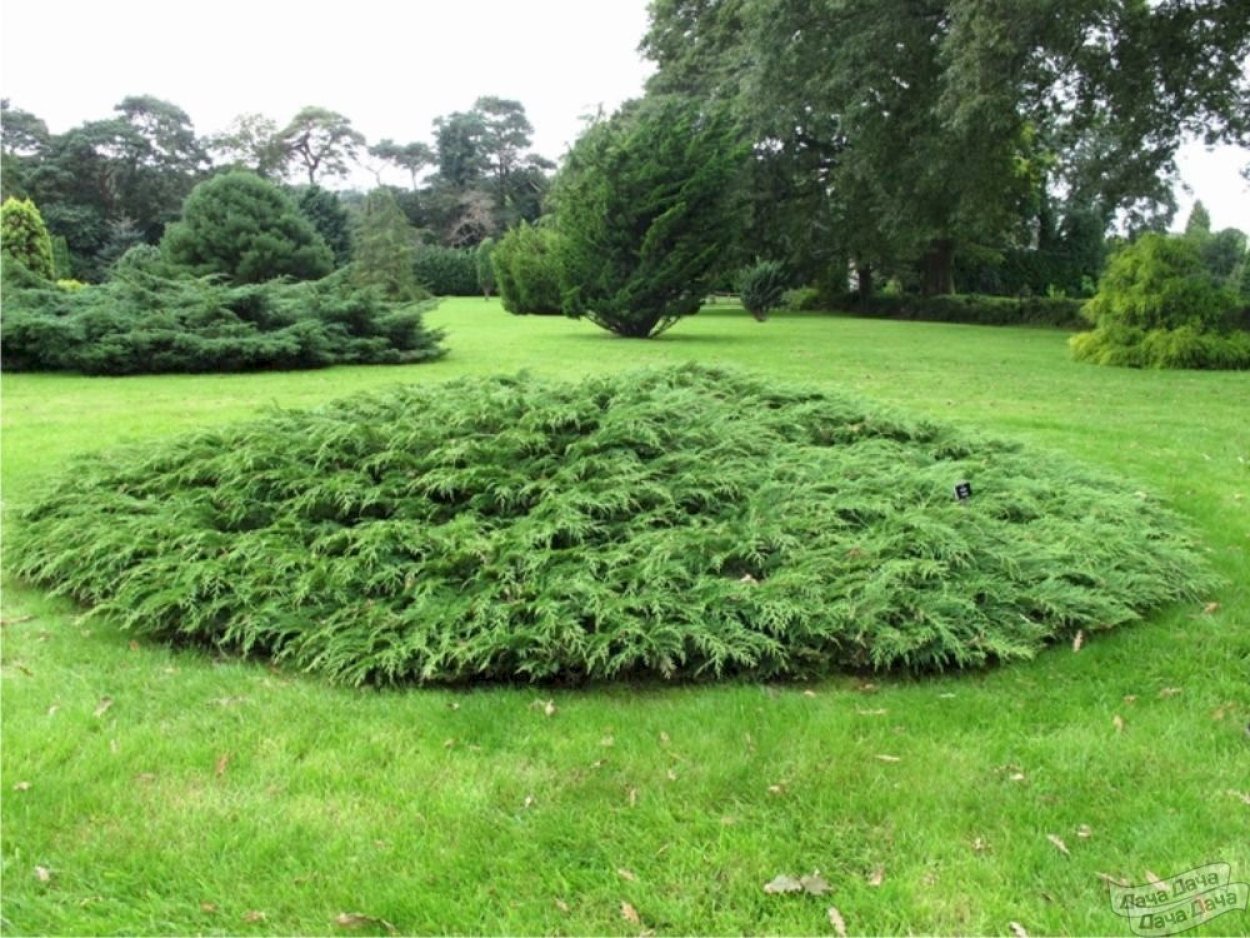 Можжевельник Блю чип