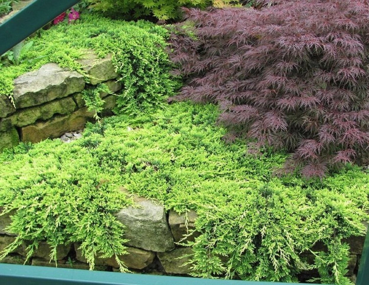 Хвоя можжевельника Голден карпет