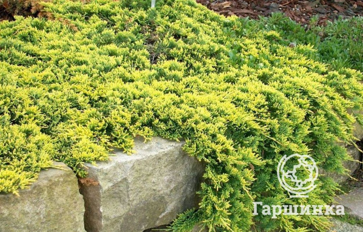 Можжевельник Голден карпет