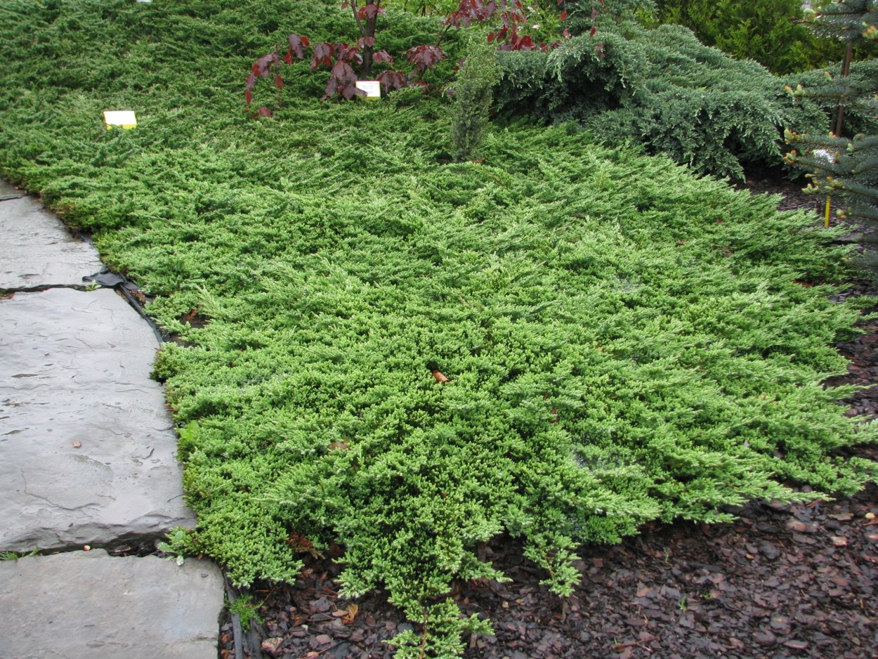 Можжевельник стелющийся принц Уэльский