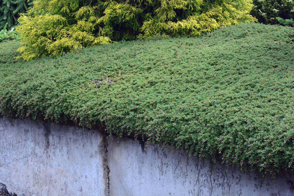 Cotoneaster microphyllus