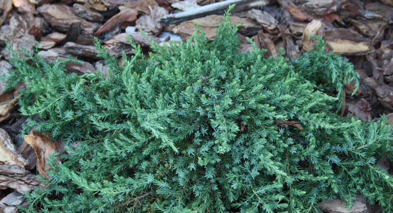 Мини туя Даника