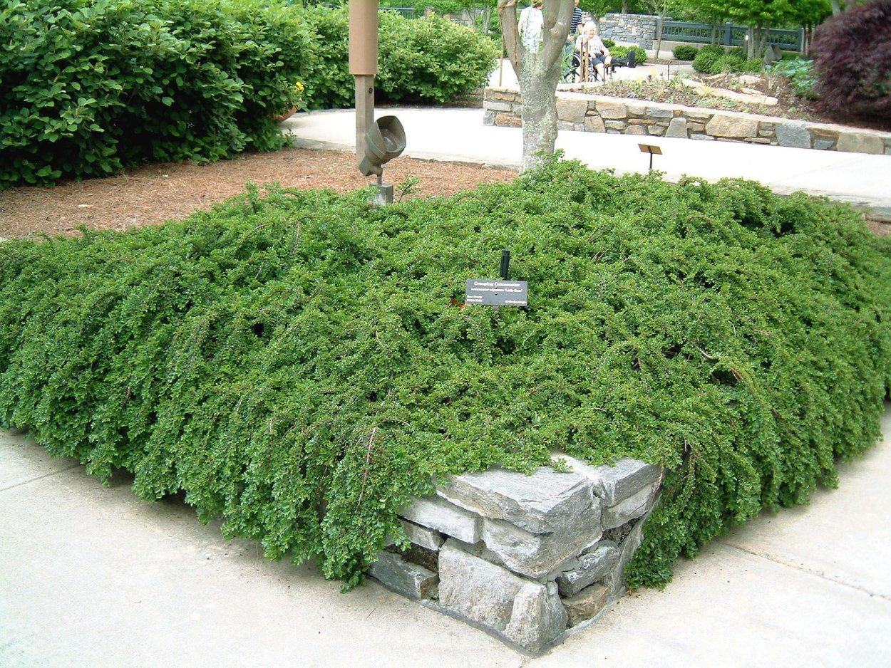 Флокс шиловидный рокарий