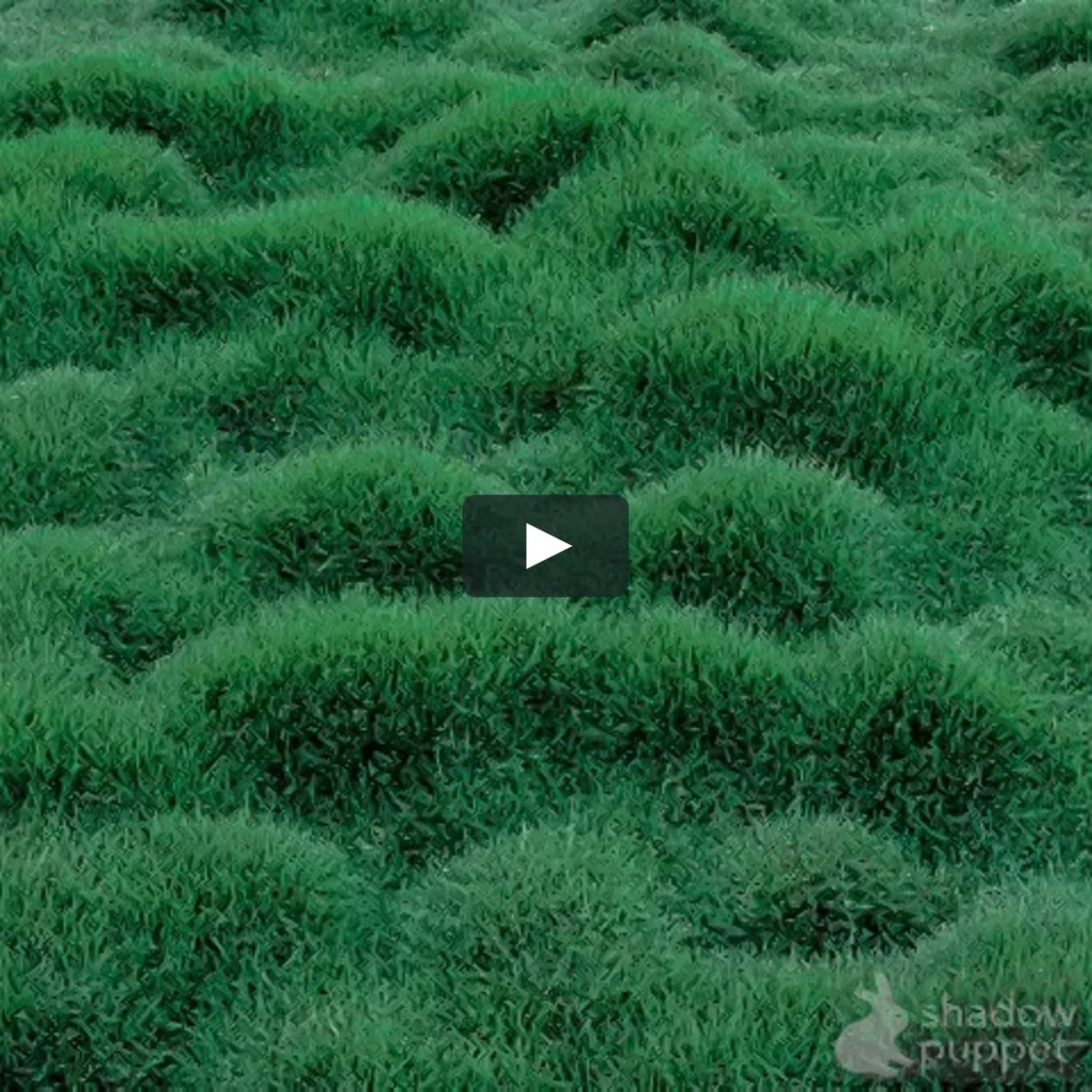 Можжевельник казацкий на склоне