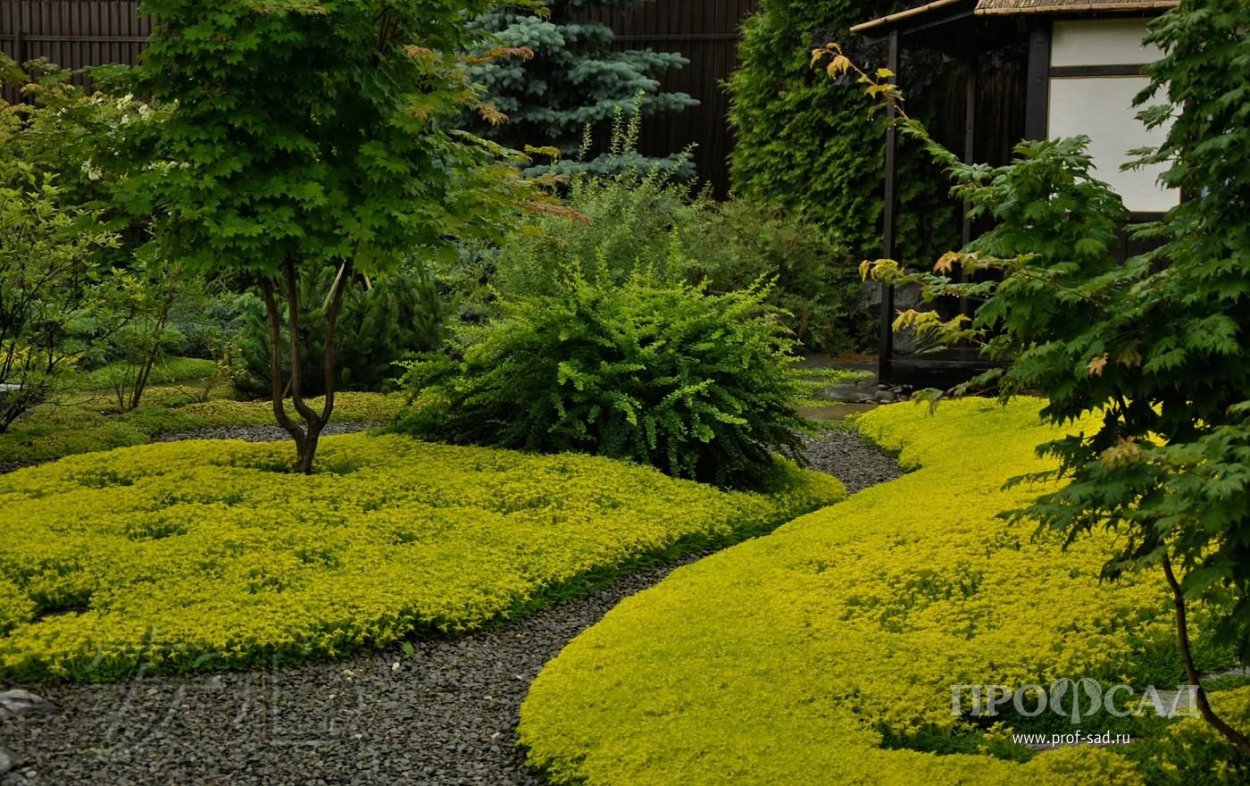 Молодило Каменистый