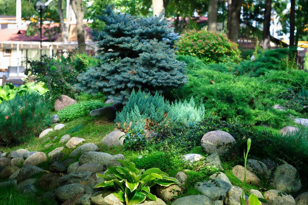 Можжевельник Blue Star