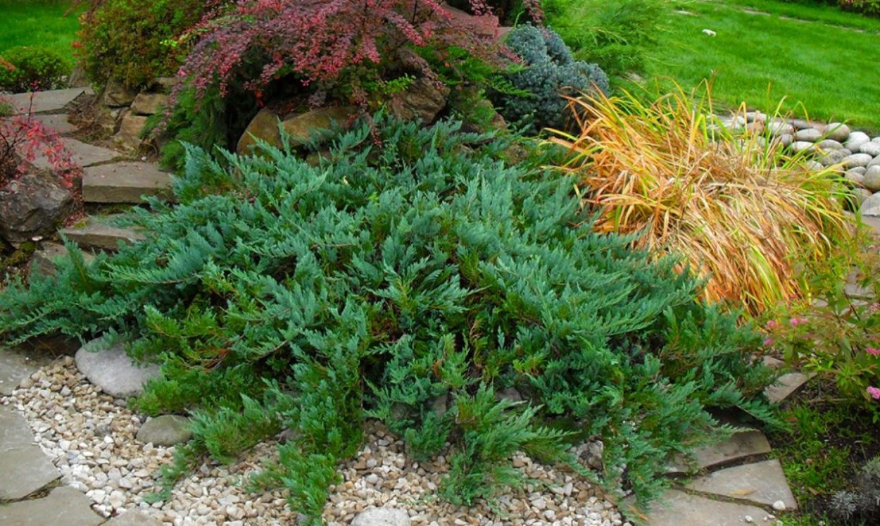 Можжевельник био карнет