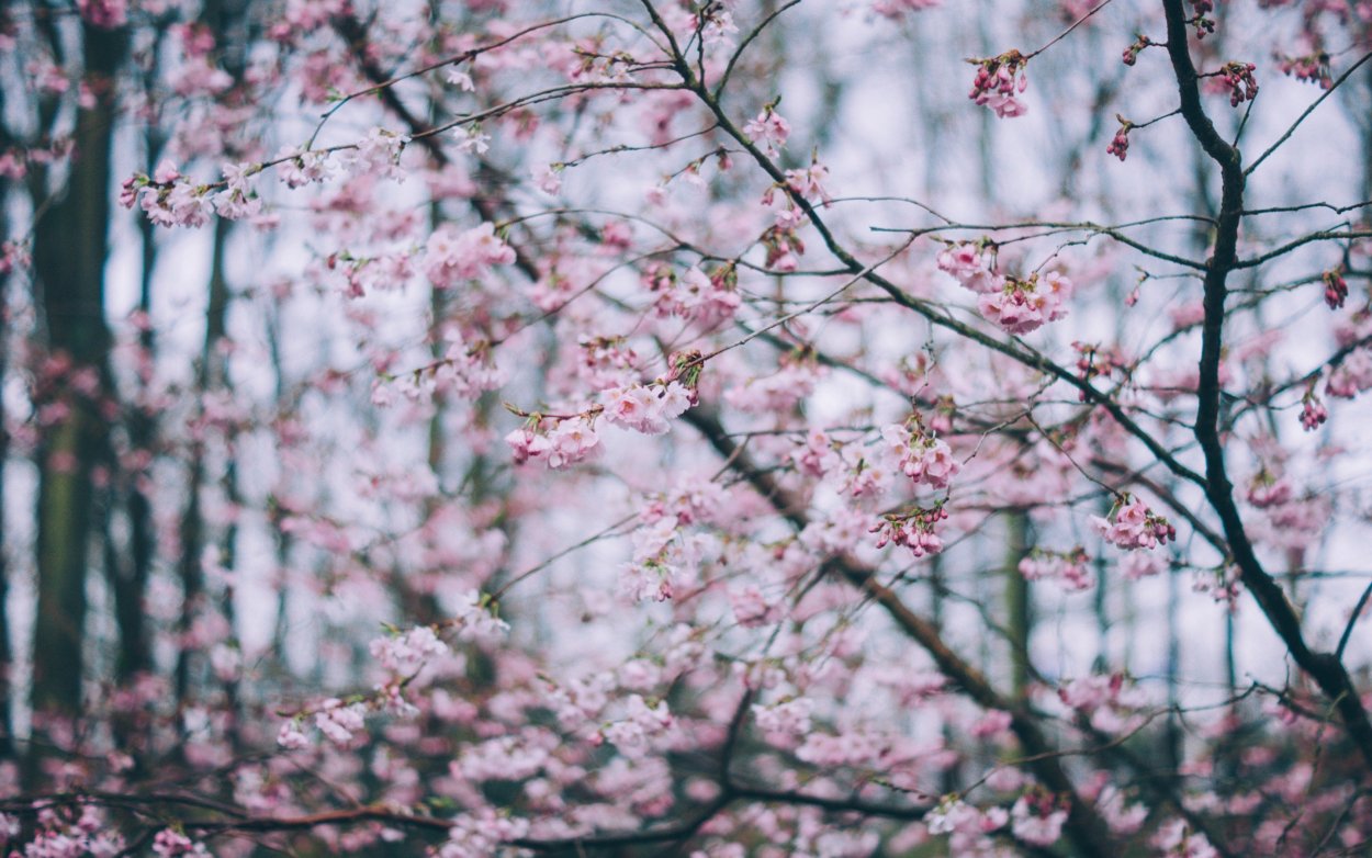 Ветвь Сакуры