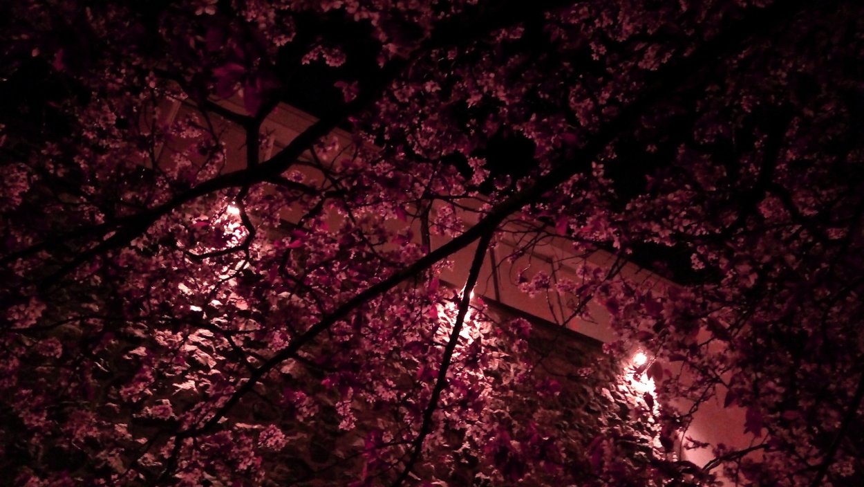 Сакура ночью