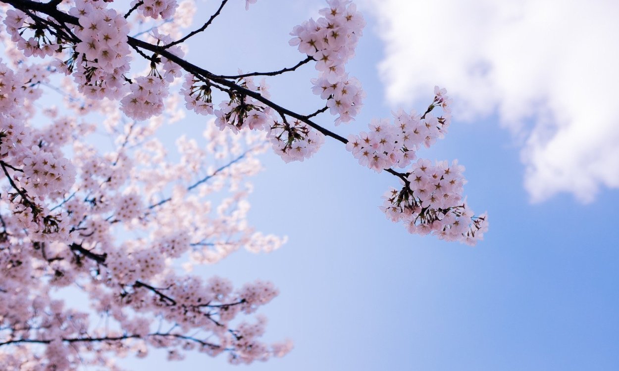 Черри блоссом Эстетика