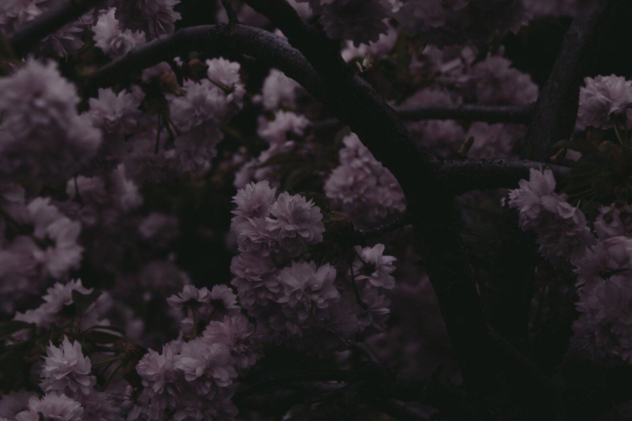 Сакура Пайн