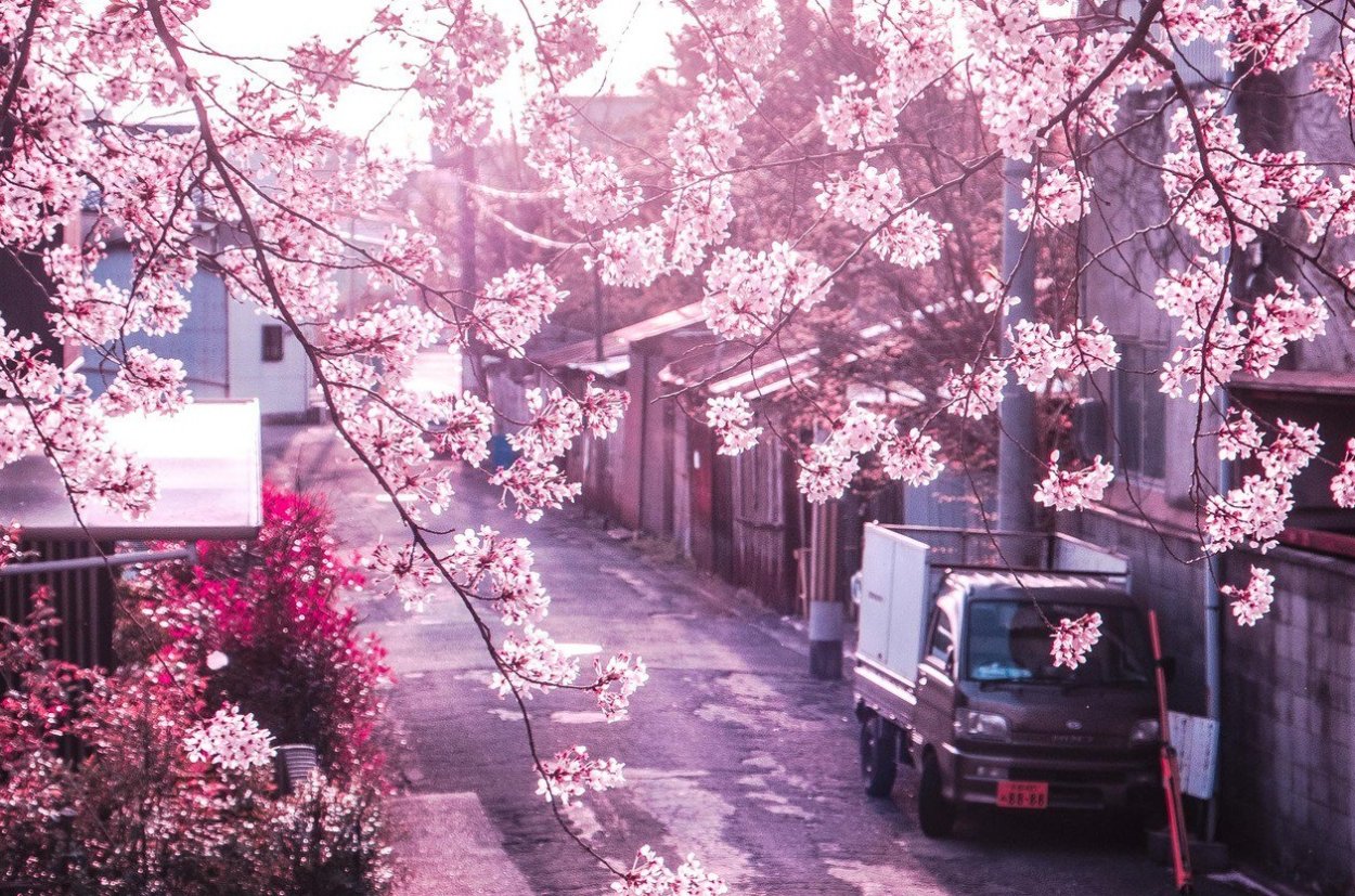 Сакура на черном фоне