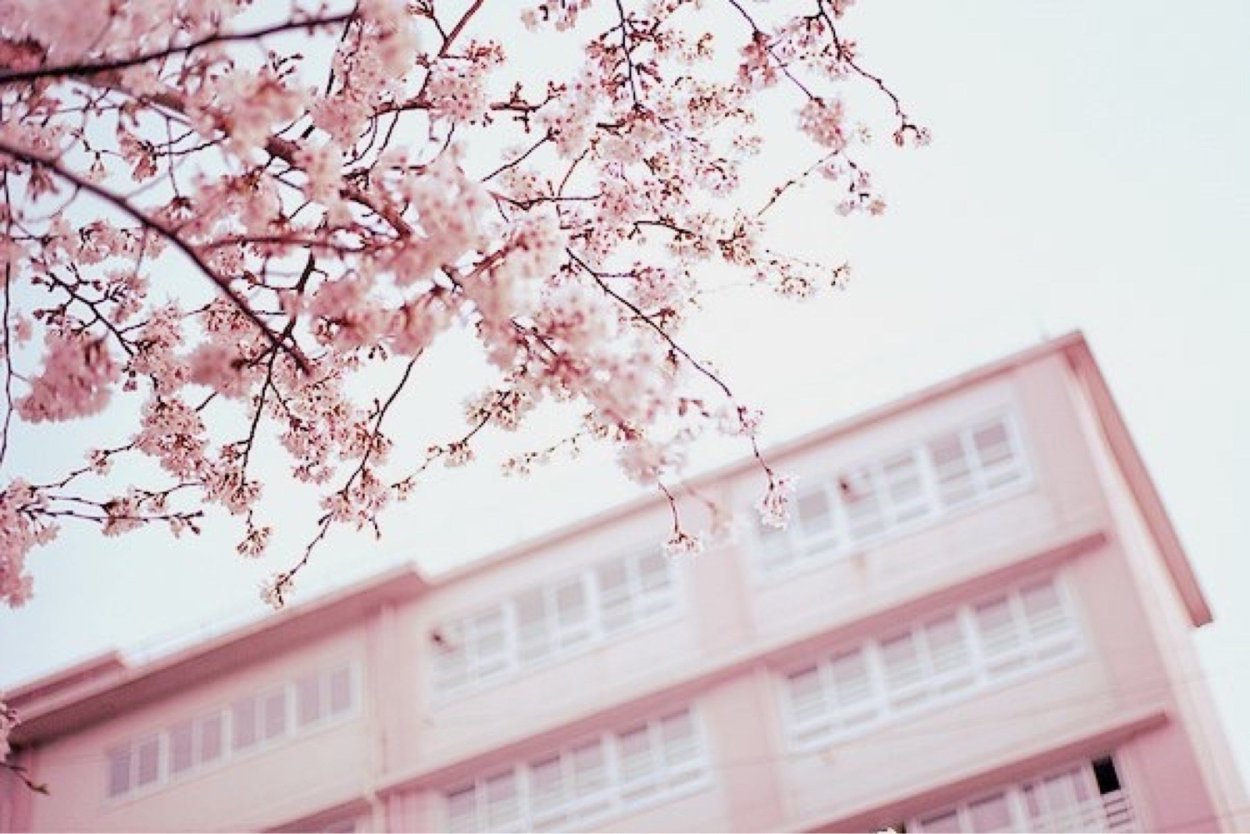 Сакура Геншин фон