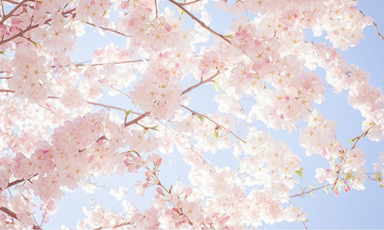 Черри блоссом аниме