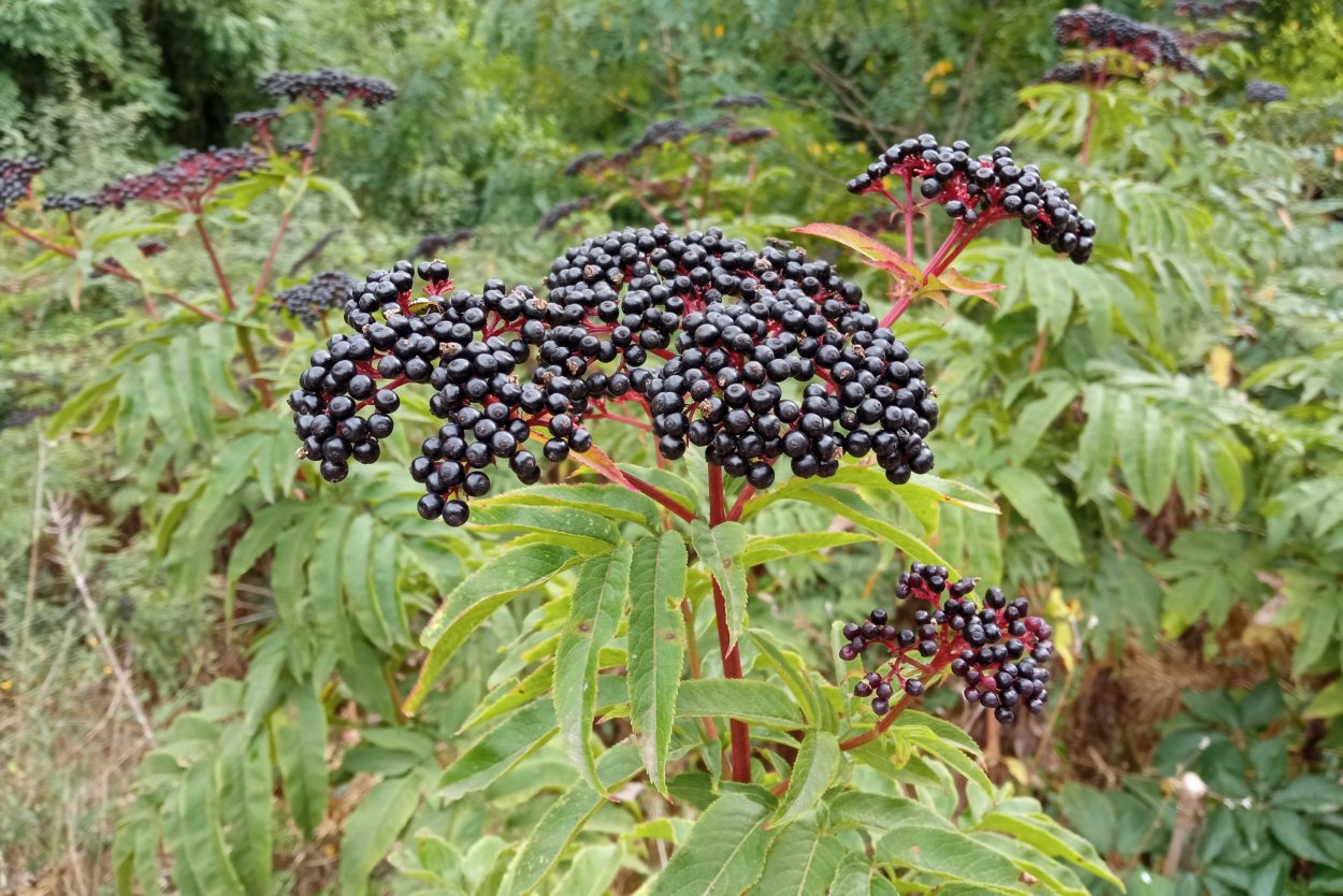 Бузина травянистая Sambucus ebulus l.