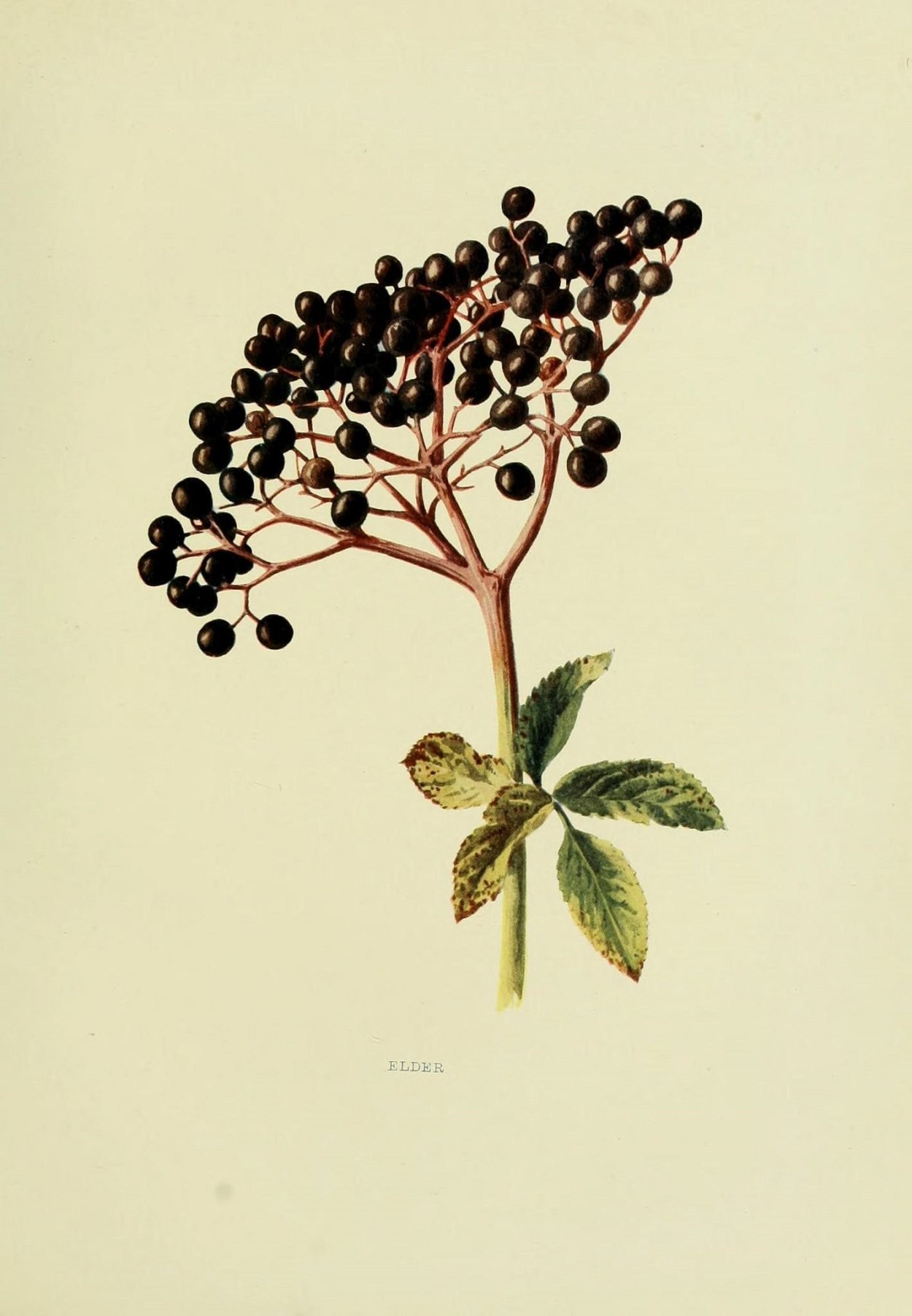 Бузина черная Ботанический рисунок