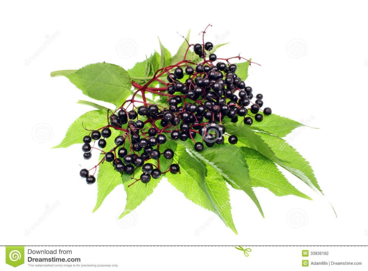 Бузина на белом фоне