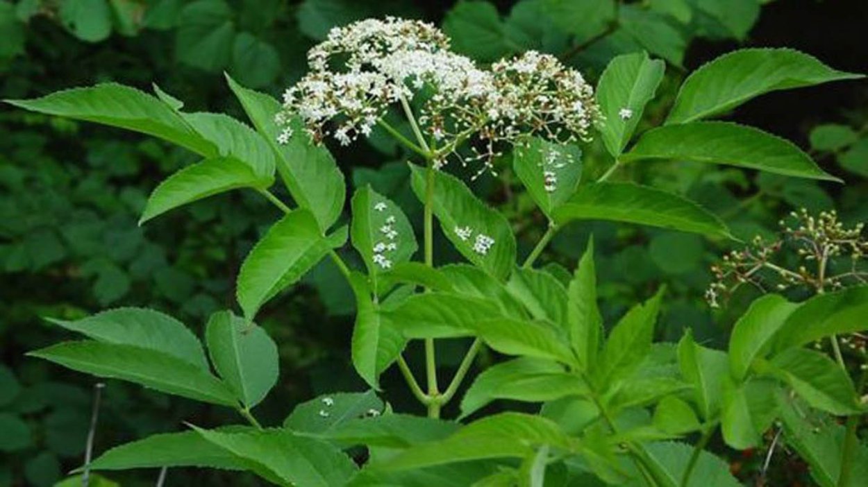 Бузина соцветие