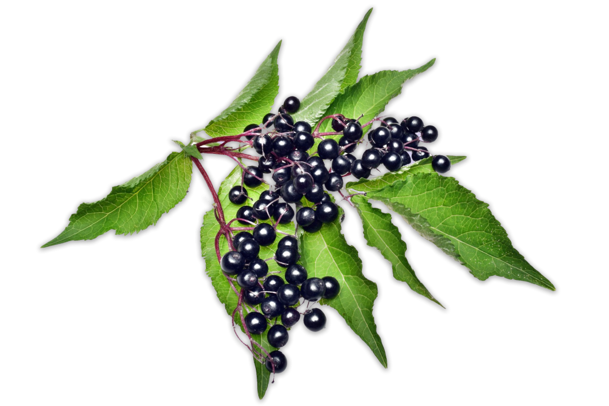 Черная Бузина для детей