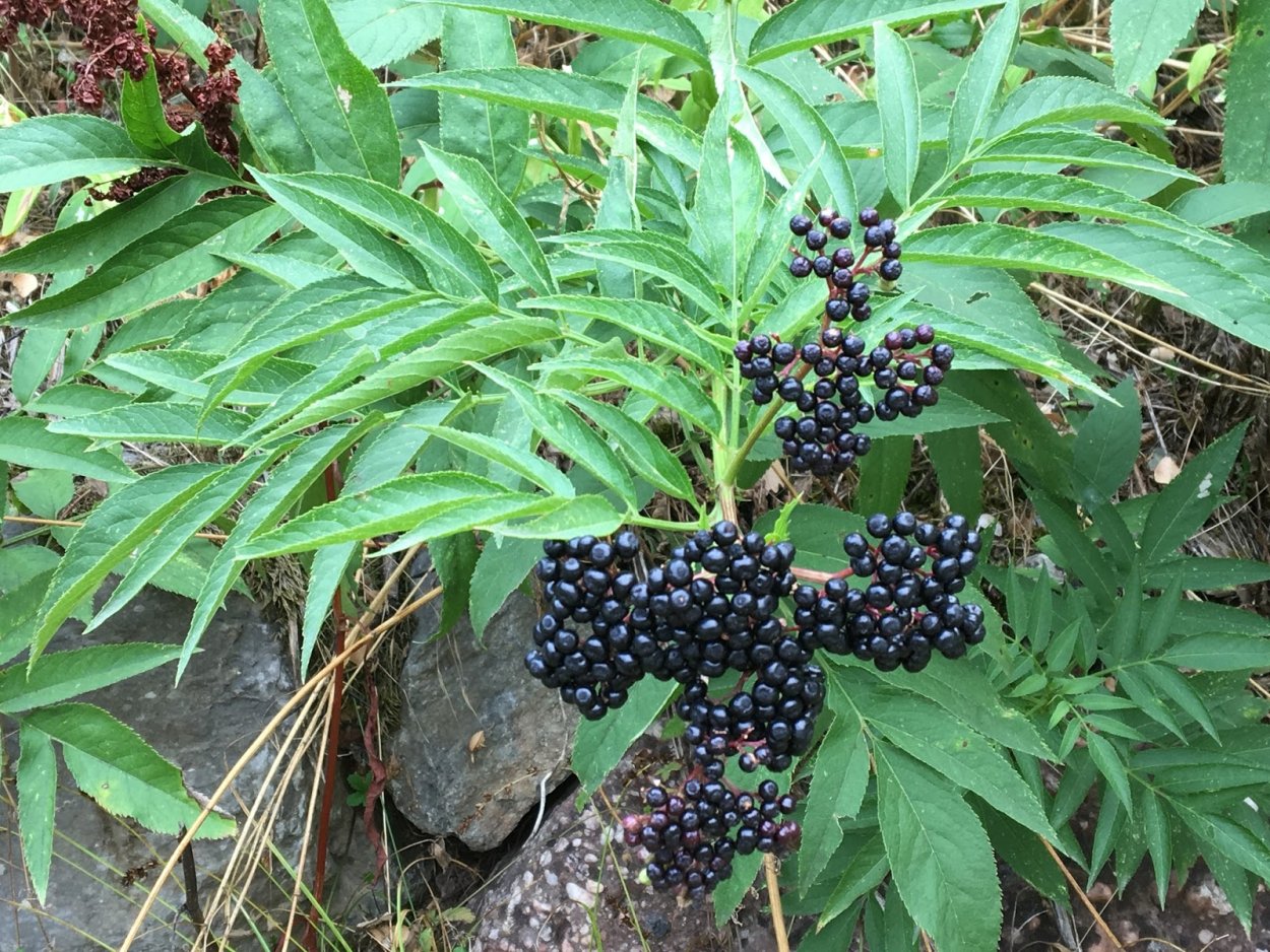 Пыжь Кабардинская ягода